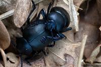 Timarcha tenebricosa
