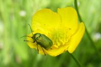 Cryptocephalus