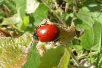 Chrysomela populi