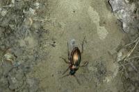 Carabus auratus