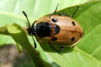 Dendroxena quadrimaculata