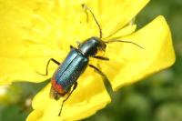 Malachius bipustulatus