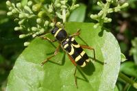Clytus arietis