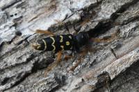 Plagionotus arcuatus