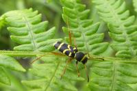 Clytus arietis