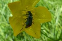 Malachius bipustulatus