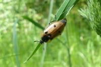 Dendroxena quadrimaculata