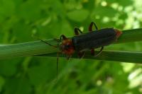 Cantharis rustica