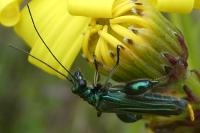 Oedemera nobilis