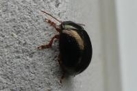 Chrysolina bankii