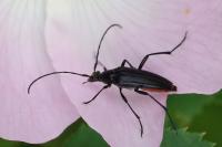 Rutpela nigra