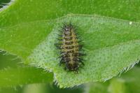 Henosepilachna argus