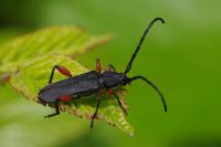 Ropalopus femoratus