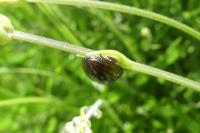 Chrysolina americana