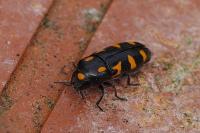 Ptosima undecimmaculata