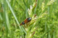 Diachromus germanus