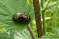 Chrysolina bankii