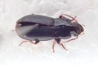 Pterostichus