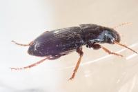 Pterostichus