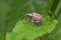 Liophloeus tessulatus