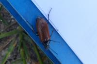 Omophlus lepturoides