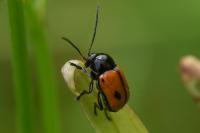 Cryptocephalus bipunctatus