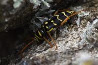 Plagionotus arcuatus