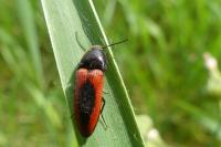 Ampedus sanguinolentus