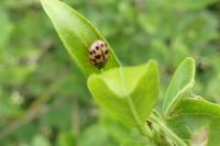 Oenopia conglobata