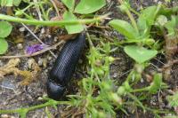 Melanotus