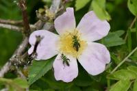 Oedemera nobilis