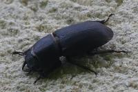 Dorcus parallelipipedus