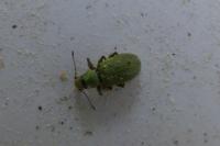 Pachyrhinus lethierryi