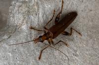 Oedemera femoralis