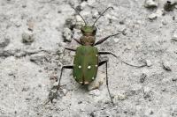Cicindela campestris
