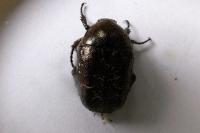 Potosia cuprea