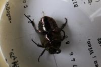 Potosia cuprea