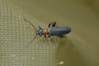 Oedemera croceicollis