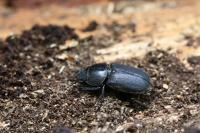 Dorcus parallelipipedus