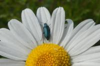 Psilothrix viridicoerulea