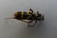 Clytus arietis