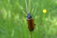 Omophlus lepturoides