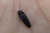 Melanotus