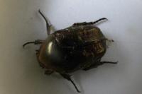Potosia cuprea
