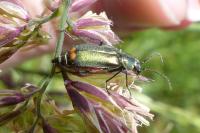 Malachius bipustulatus