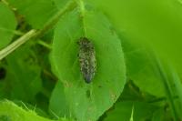 Agrypnus murinus
