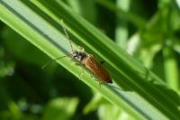 Rhagonycha nigriventris