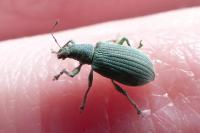 Polydrusus planifrons