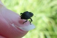Mononychus punctumalbum