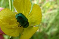 Cryptocephalus